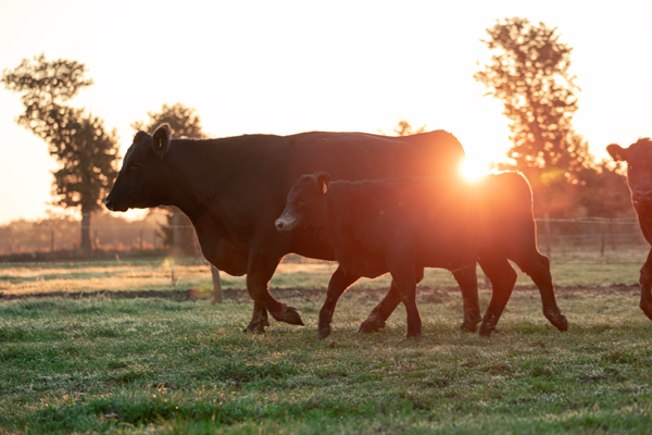 Photographie d'une vache de la race Angus et son petit dans une des exploitations Maison Bel Air.