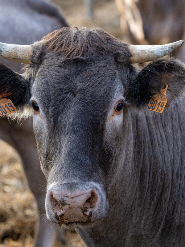 Tête d'une vache de la race Bazadaise