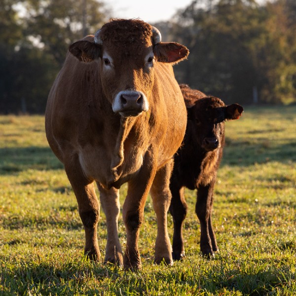 Une vache de la race Limousine et son veau dans une des exploitations Maison Bel Air.